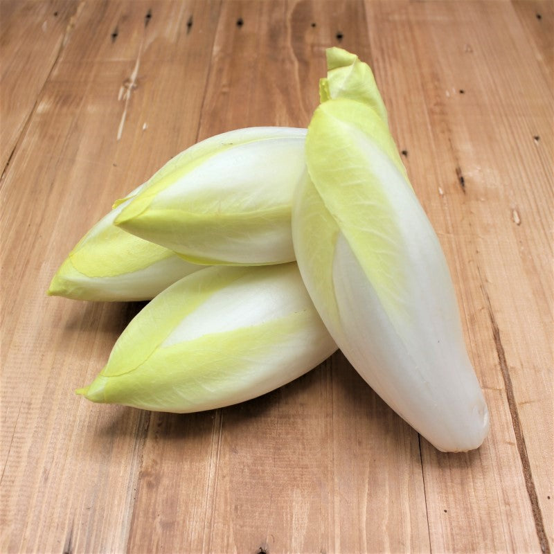 Chicoree - freshorado