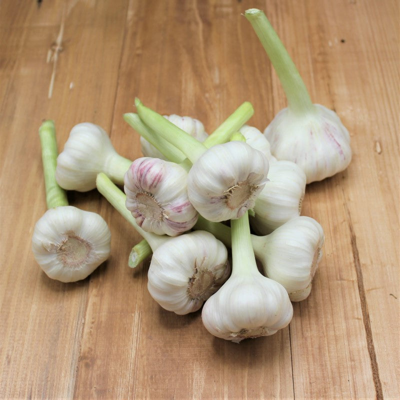 Knoblauch frisch - freshorado