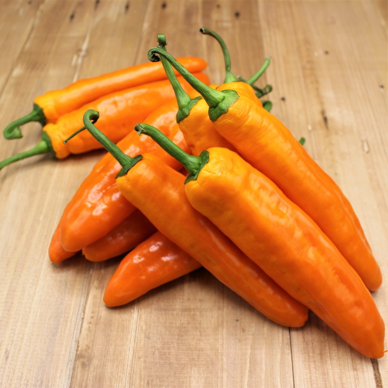 Paprika Spitz "orange" - freshorado